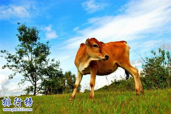 世界上最小的牛：体长仅有84厘米，已加入吉尼斯世界纪录