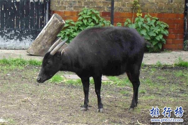 世界上最小的牛：体长仅有84厘米，已加入吉尼斯世界纪录