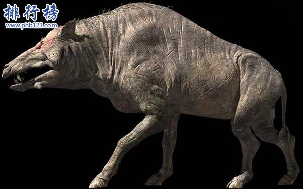 上古时期最凶猛的动物：巨猪，利齿可咬碎猎物骨头(体型和野牛一样大)
